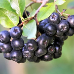 obraz_2022-01-05_213512